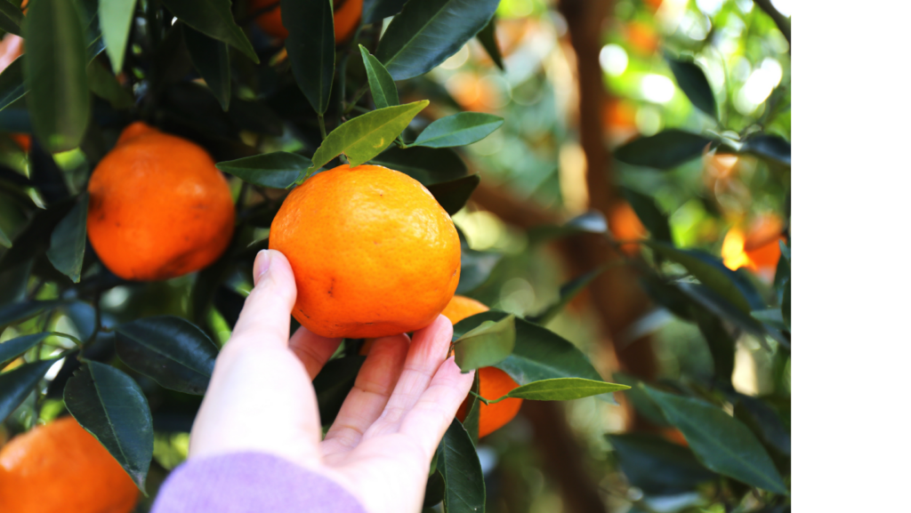 A hand reaching out to pick a fresh orang off of an orange tree.