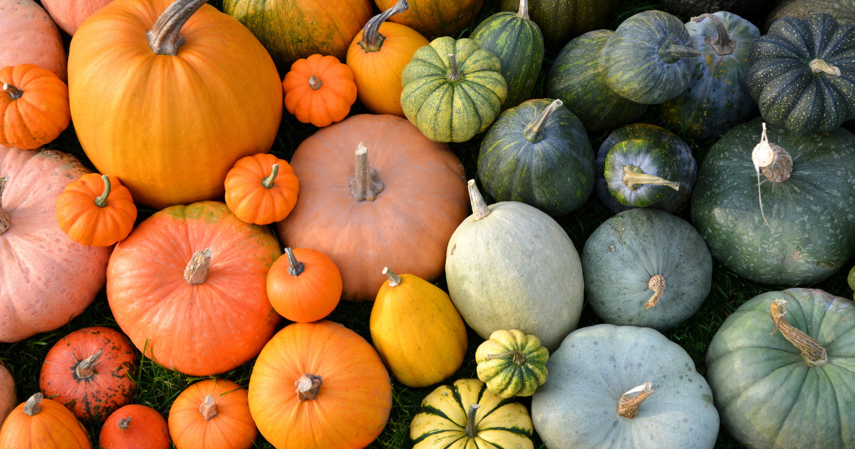 Get a breakdown of the nutrients of squash and learn how it can improve your overall health in this blog from HCSG RD Sara Ross.